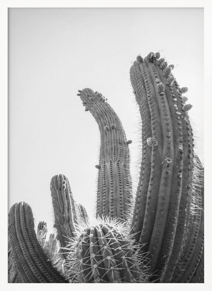 Cactus Poster